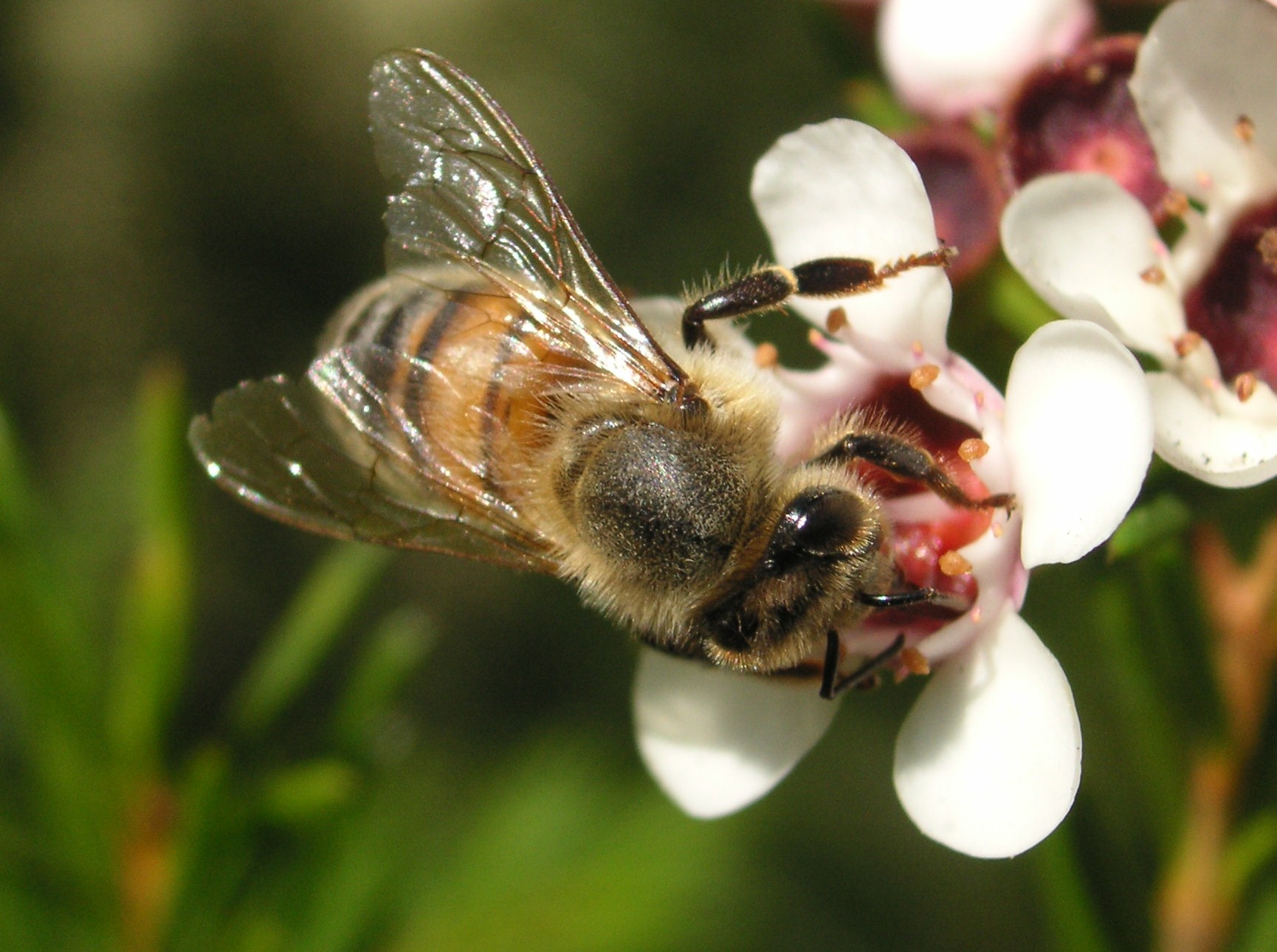 Close-up of a honey bee on a tiny, five-petaled, waxy flower 