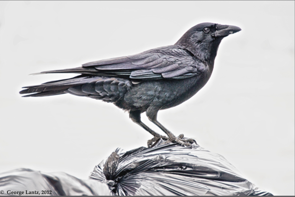 A crow perched on a full garbage bag.