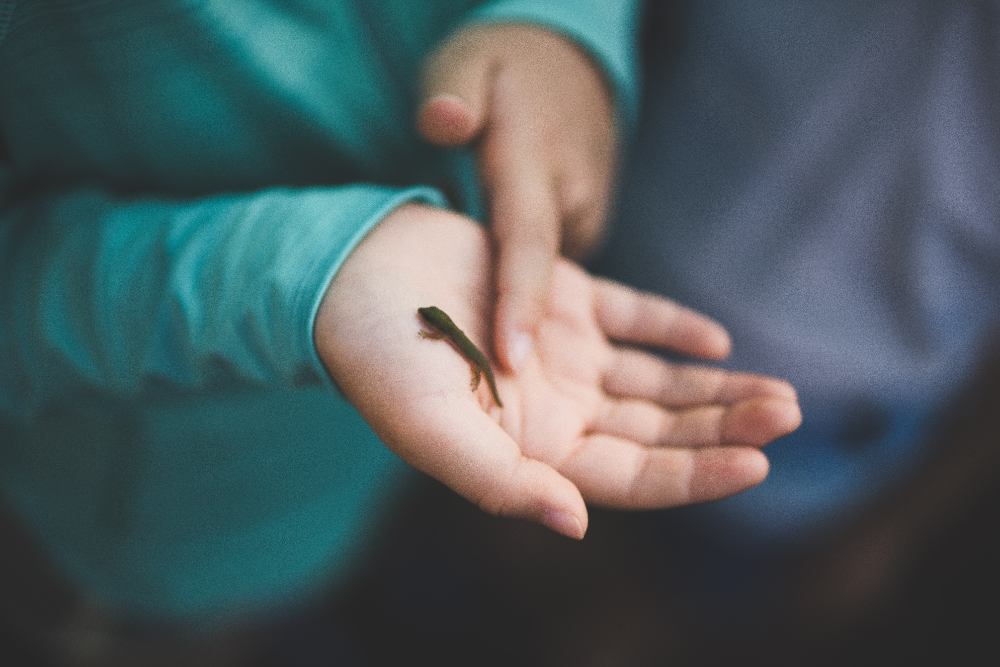 A salamander held gently in the palm of a child's hand with the other finger touching it