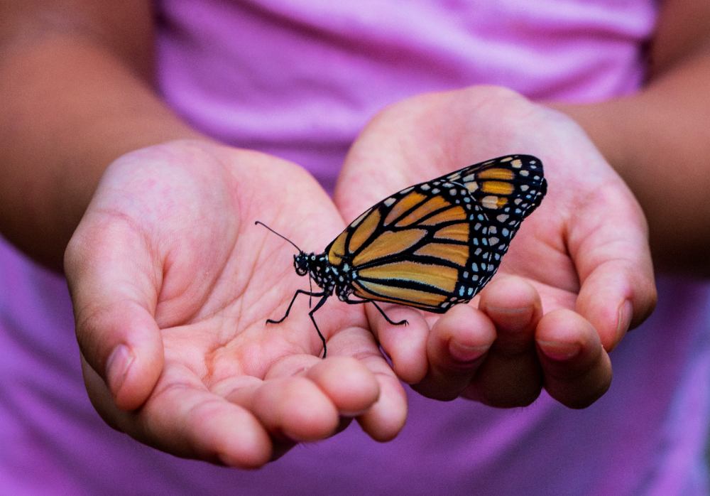 A monarch butterfly, held gently in a child's hands 