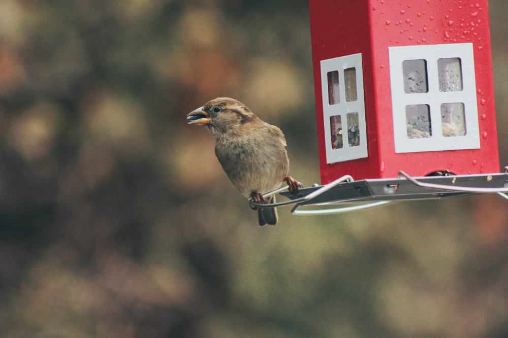 A small brown bird with a seed in its mouth, perched on a child's homemade bird feeder