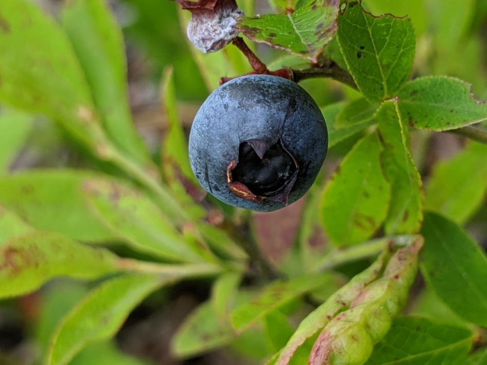 Close-up of a ripe wild blueberry on a fully-mature plant