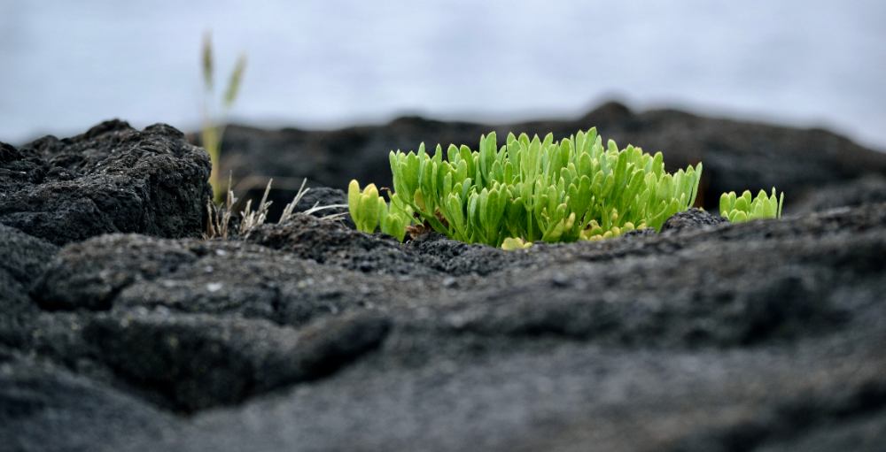 Green sprouts growing in small patch on lava rock
